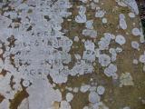 image of grave number 171802